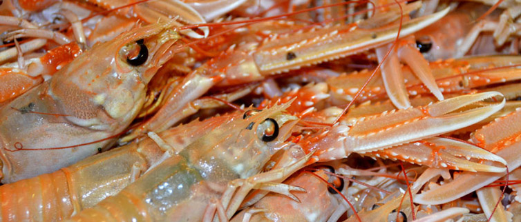 Fangst af jomfruhummer fordoblet i Skagen Havn