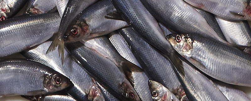 International fiskekoncern vælger Skagen Havn