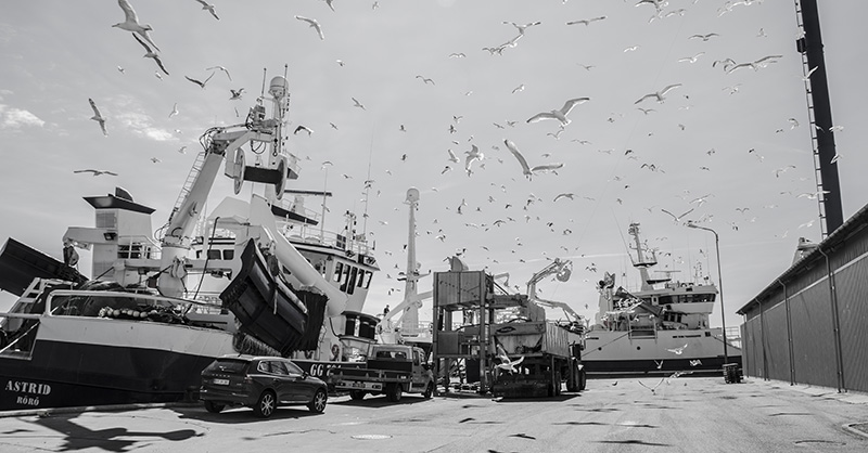 Fiskeriet i Skagen havn runder én milliard kroner i 2018