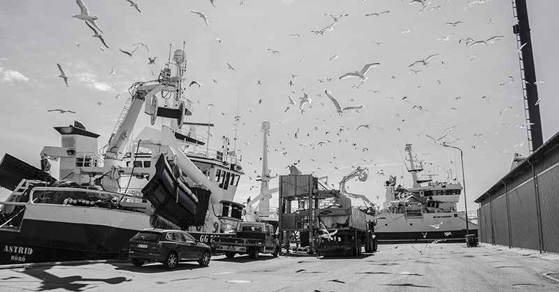 Skagen havn er fortsat Danmarks største fiskerihavn